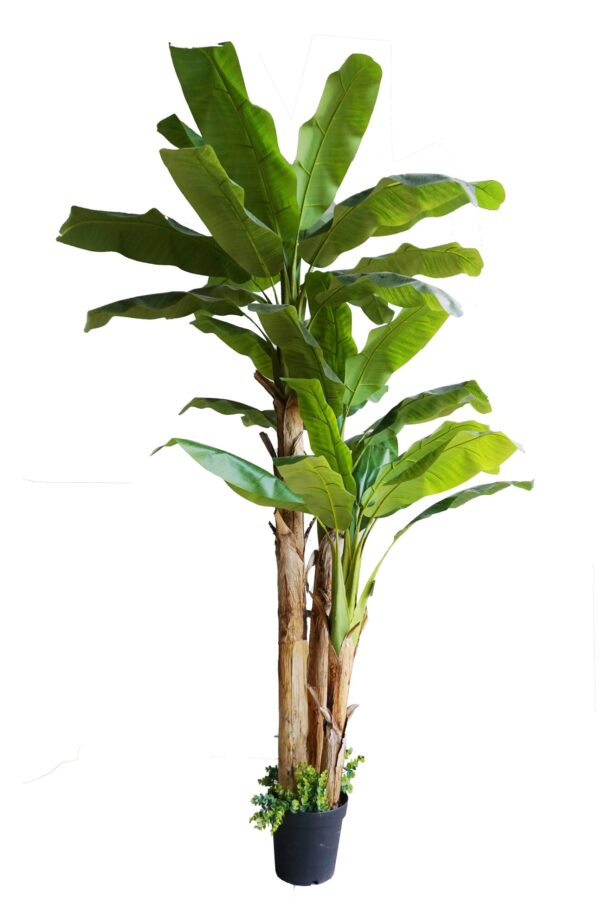 Banana  tree (Copy)