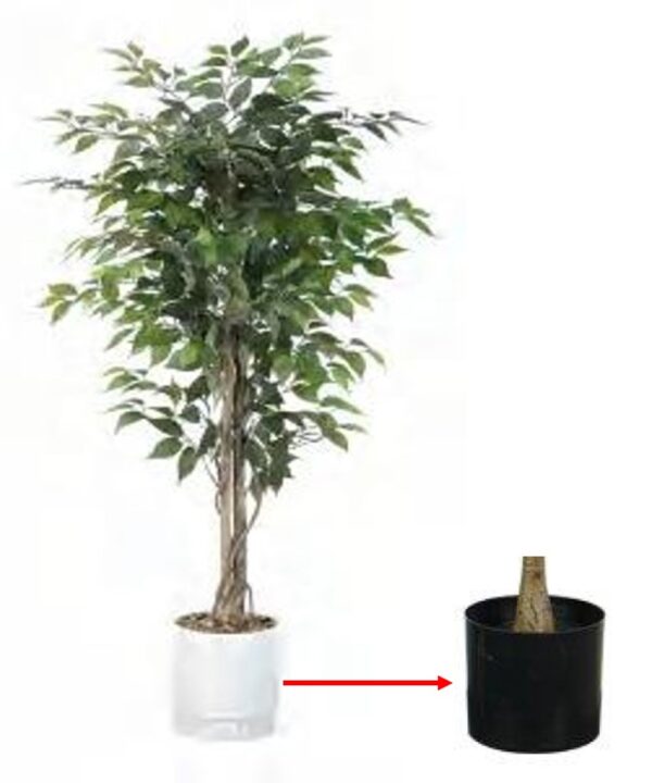 Ficus Tree