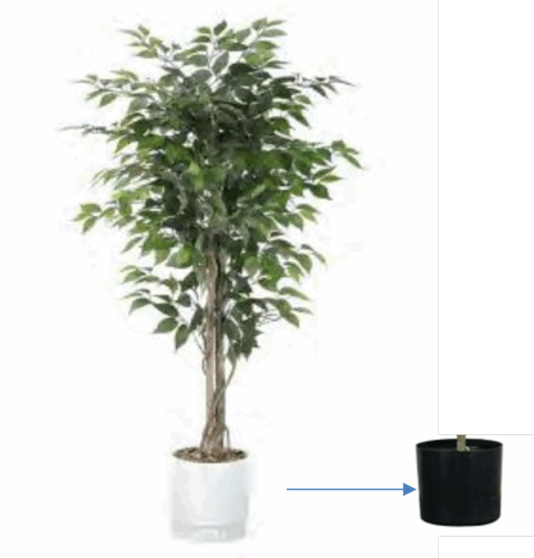Ficus